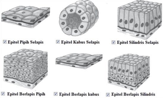 Detail Macam Jaringan Epitel Beserta Gambar Nomer 48