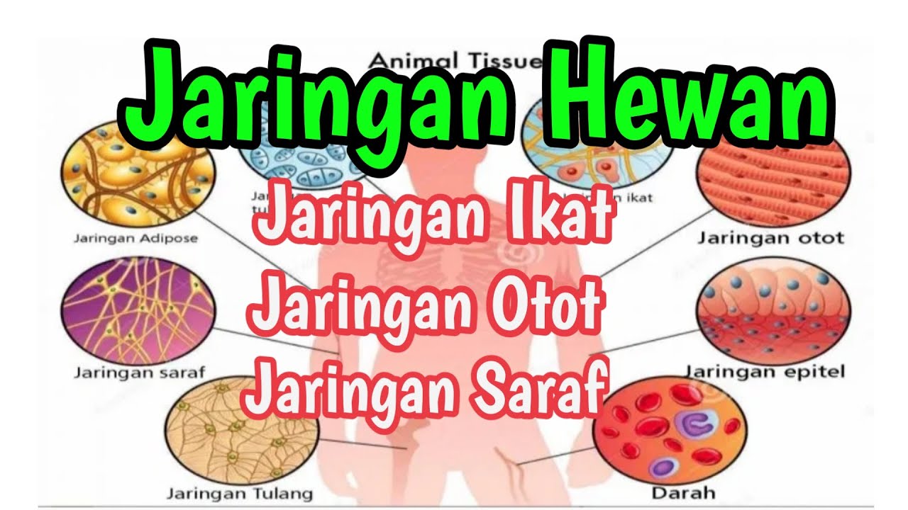 Detail Macam Jaringan Epitel Dan Otot Beserta Gambar Nomer 14