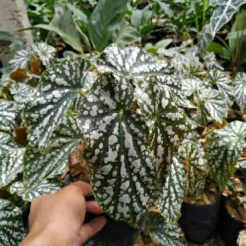 Detail Macam Macam Begonia Nomer 20