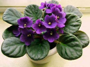 Detail Macam Macam Begonia Nomer 45