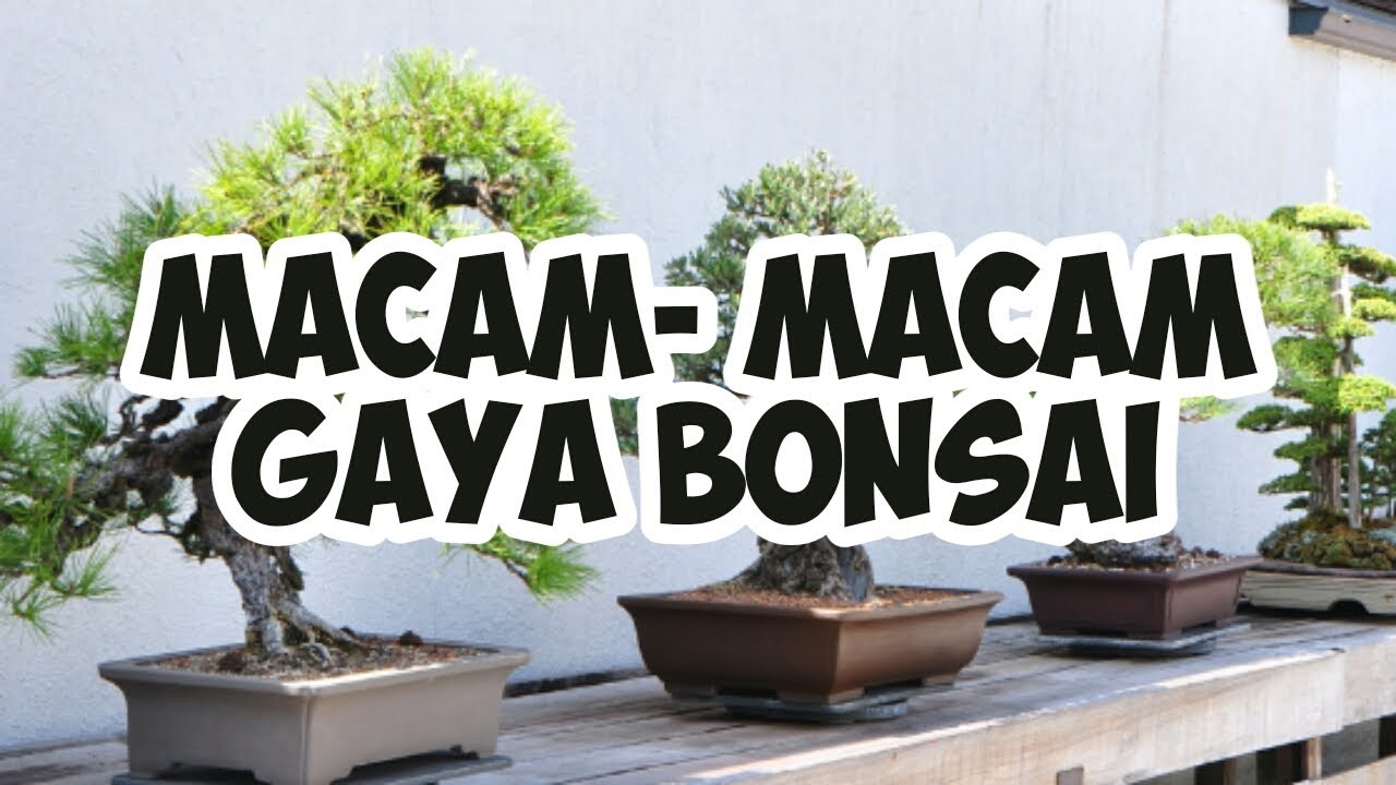 Detail Macam Macam Bentuk Bonsai Serut Nomer 12