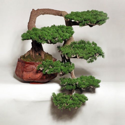 Detail Macam Macam Bentuk Bonsai Serut Nomer 13