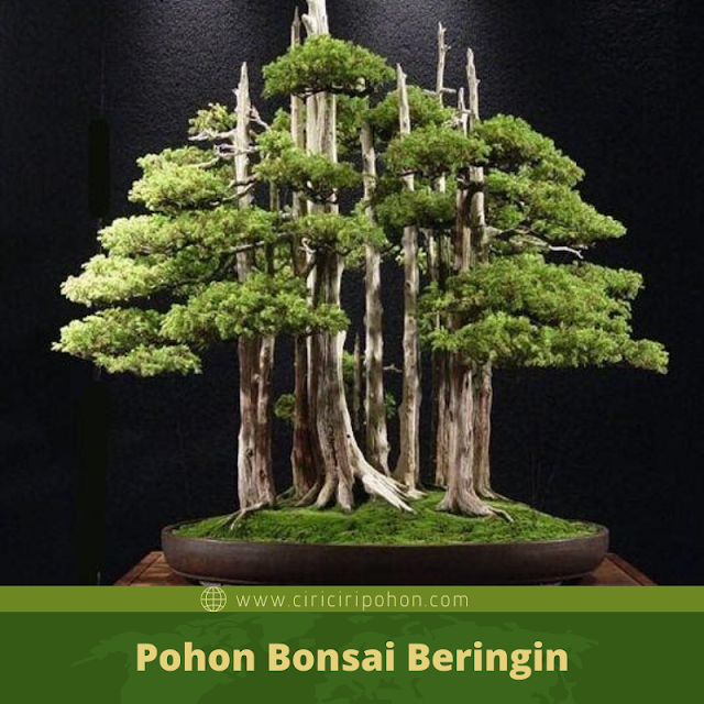 Detail Macam Macam Bentuk Bonsai Serut Nomer 14