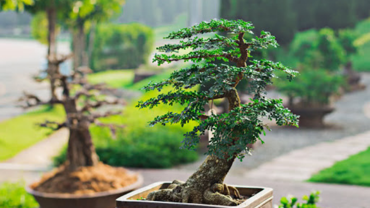 Detail Macam Macam Bentuk Bonsai Serut Nomer 20