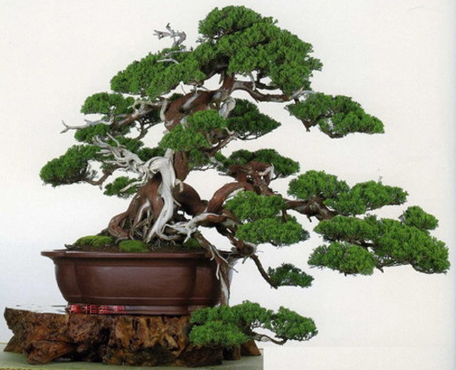 Detail Macam Macam Bentuk Bonsai Serut Nomer 21