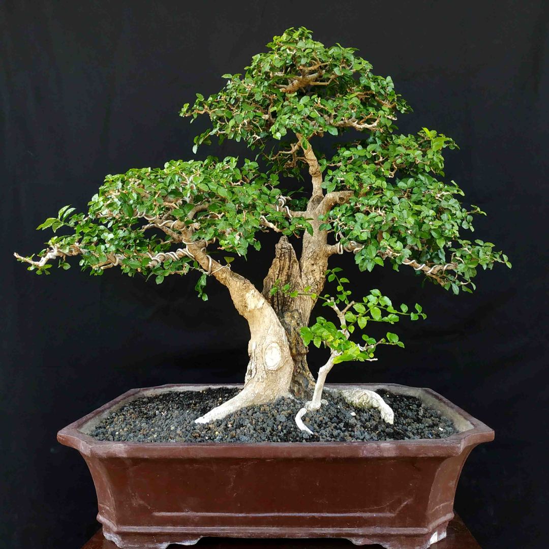 Detail Macam Macam Bentuk Bonsai Serut Nomer 23