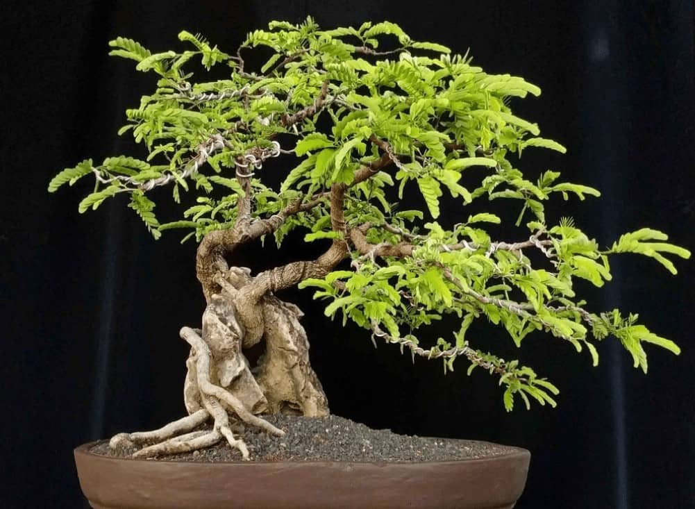 Detail Macam Macam Bentuk Bonsai Serut Nomer 24