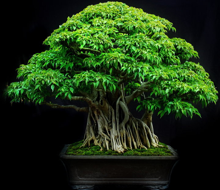 Detail Macam Macam Bentuk Bonsai Serut Nomer 25