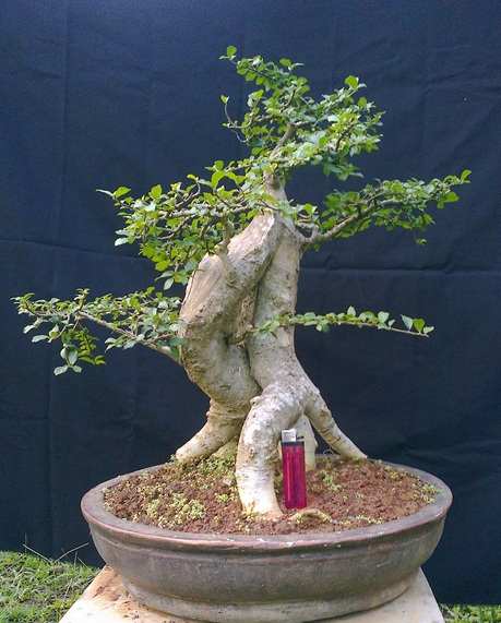 Detail Macam Macam Bentuk Bonsai Serut Nomer 26