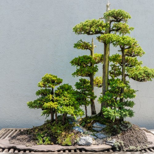 Detail Macam Macam Bentuk Bonsai Serut Nomer 4