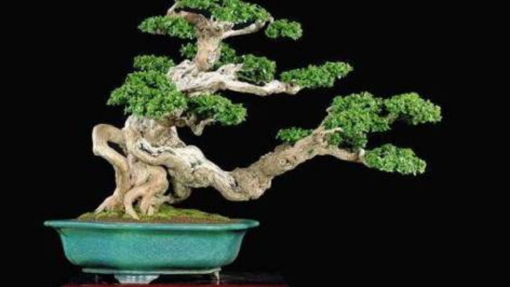 Detail Macam Macam Bentuk Bonsai Serut Nomer 35