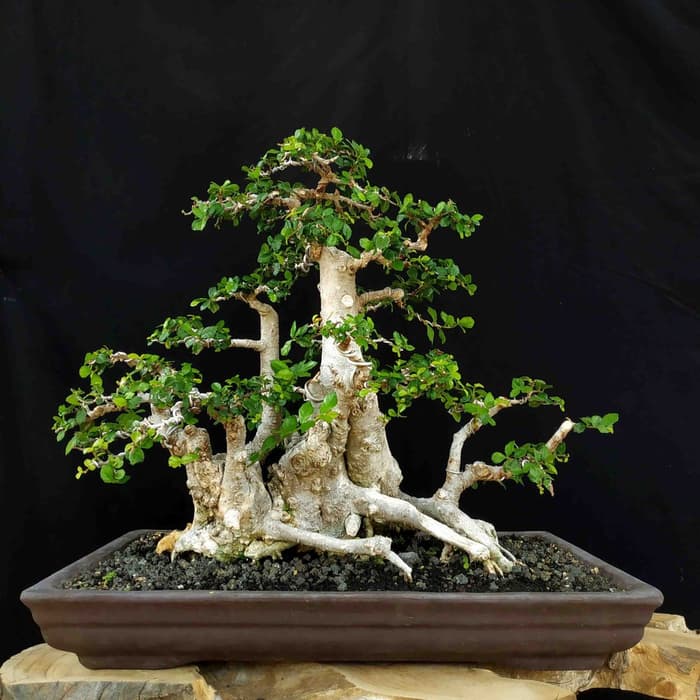 Detail Macam Macam Bentuk Bonsai Serut Nomer 36