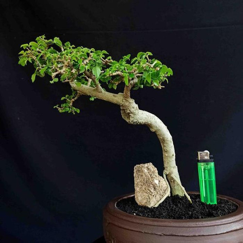 Detail Macam Macam Bentuk Bonsai Serut Nomer 38