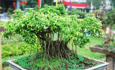 Detail Macam Macam Bentuk Bonsai Serut Nomer 43