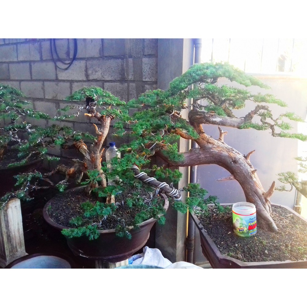 Detail Macam Macam Bentuk Bonsai Serut Nomer 45