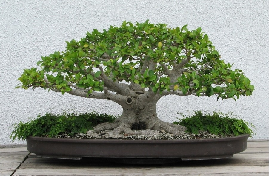 Detail Macam Macam Bentuk Bonsai Serut Nomer 46