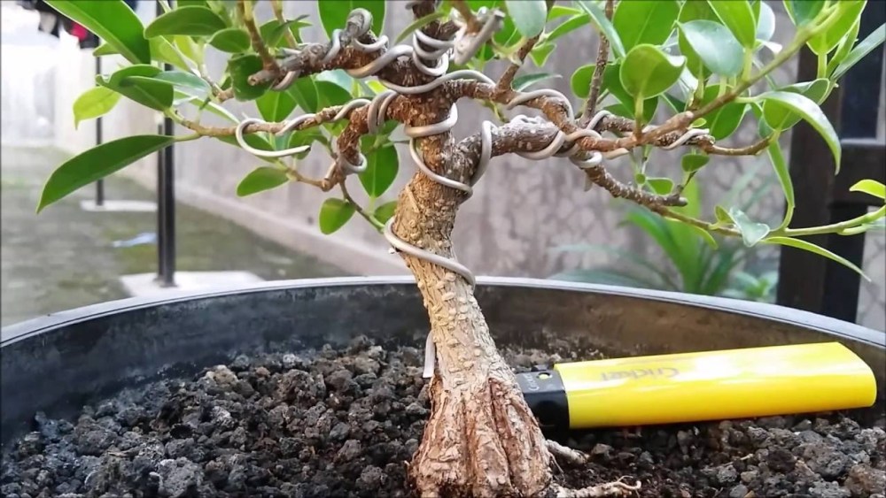 Detail Macam Macam Bentuk Bonsai Serut Nomer 47