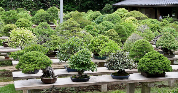 Detail Macam Macam Bentuk Bonsai Serut Nomer 50