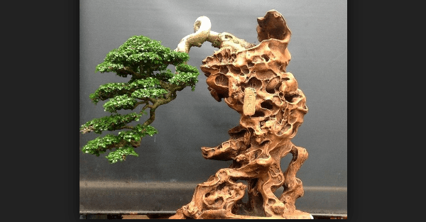 Detail Macam Macam Bentuk Bonsai Serut Nomer 51