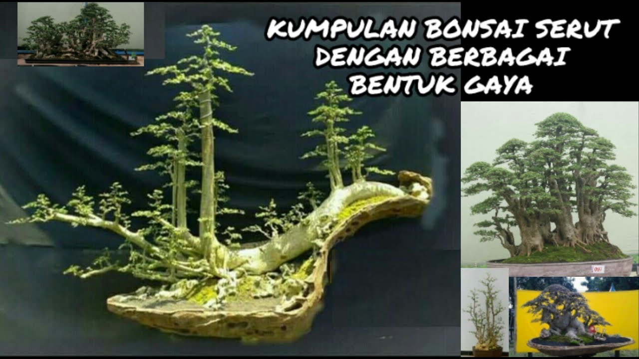 Detail Macam Macam Bentuk Bonsai Serut Nomer 6