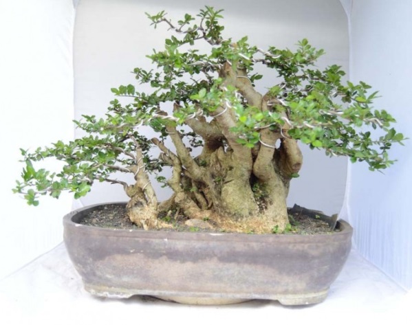 Detail Macam Macam Bentuk Bonsai Serut Nomer 7