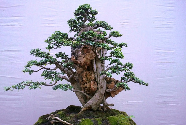 Detail Macam Macam Bentuk Bonsai Serut Nomer 8