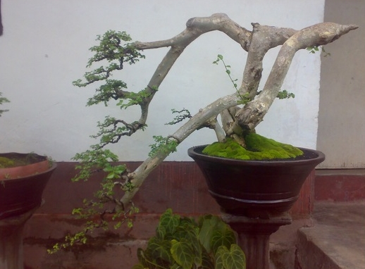 Detail Macam Macam Bentuk Bonsai Serut Nomer 9