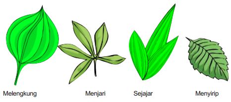 Detail Macam Macam Bentuk Daun Nomer 2