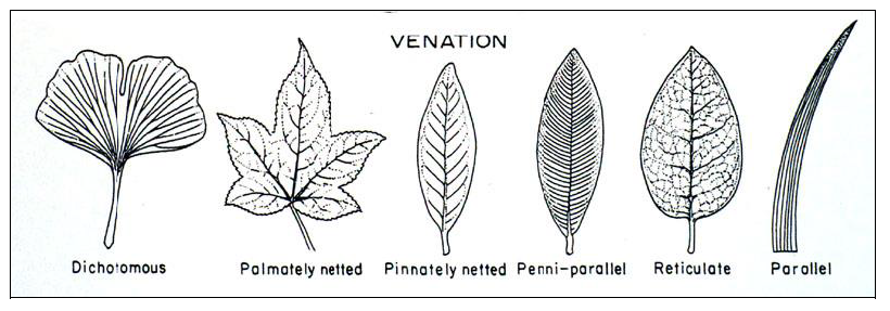 Detail Macam Macam Bentuk Daun Nomer 31