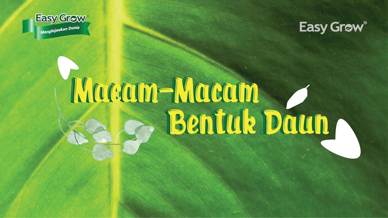 Detail Macam Macam Bentuk Daun Nomer 44