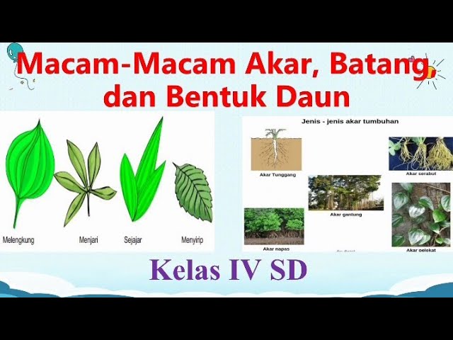 Detail Macam Macam Bentuk Daun Nomer 48