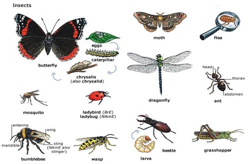 Detail Macam Macam Binatang Serangga Nomer 15