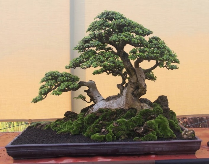 Detail Macam Macam Bonsai Nomer 13