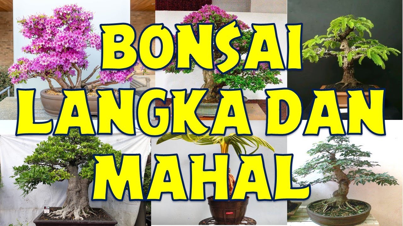 Detail Macam Macam Bonsai Nomer 19