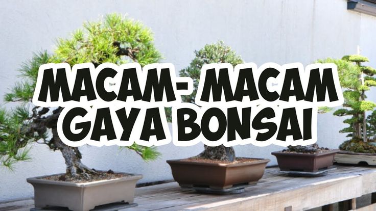 Detail Macam Macam Bonsai Nomer 4