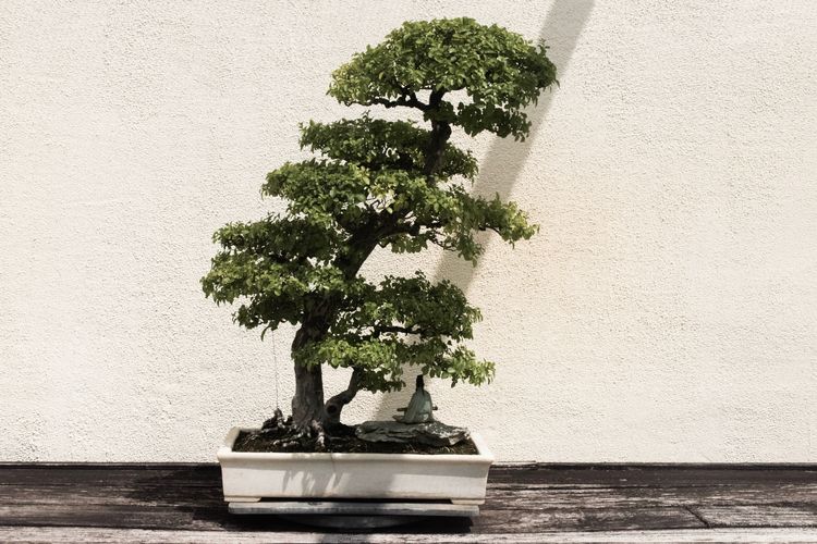 Detail Macam Macam Bonsai Nomer 27