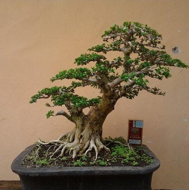 Detail Macam Macam Bonsai Nomer 34