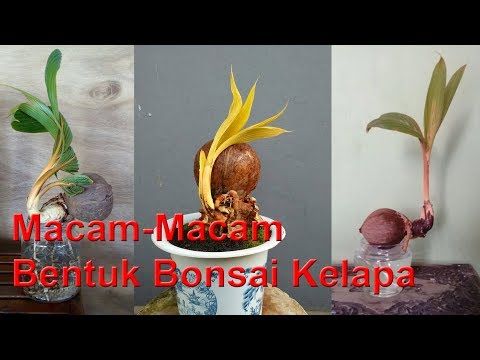 Detail Macam Macam Bonsai Nomer 36