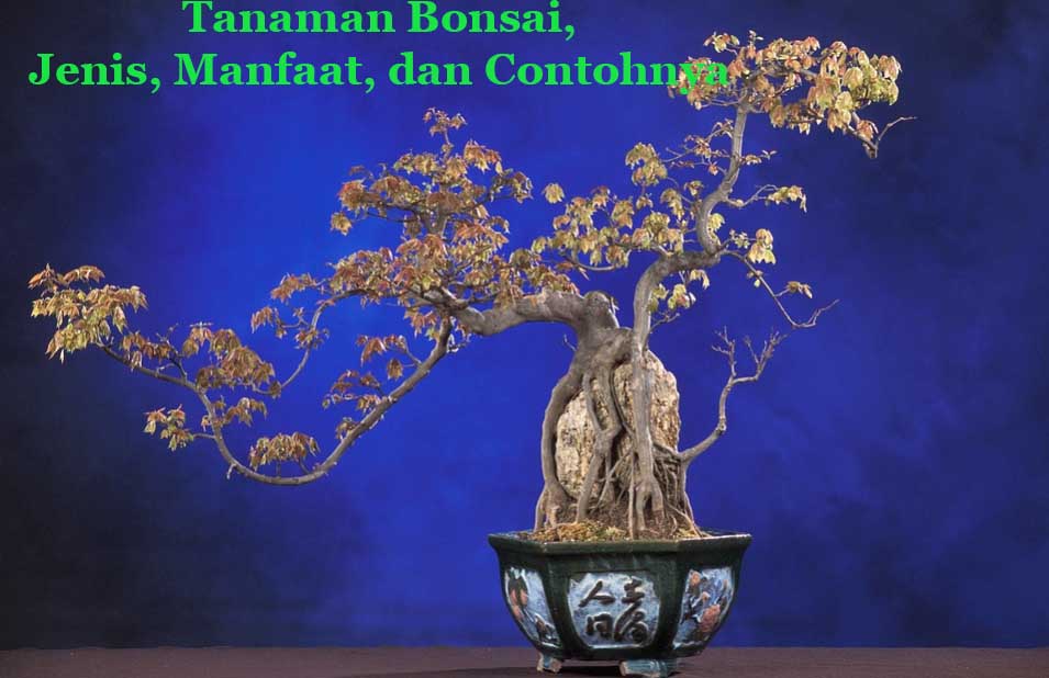 Download Macam Macam Bonsai Nomer 37