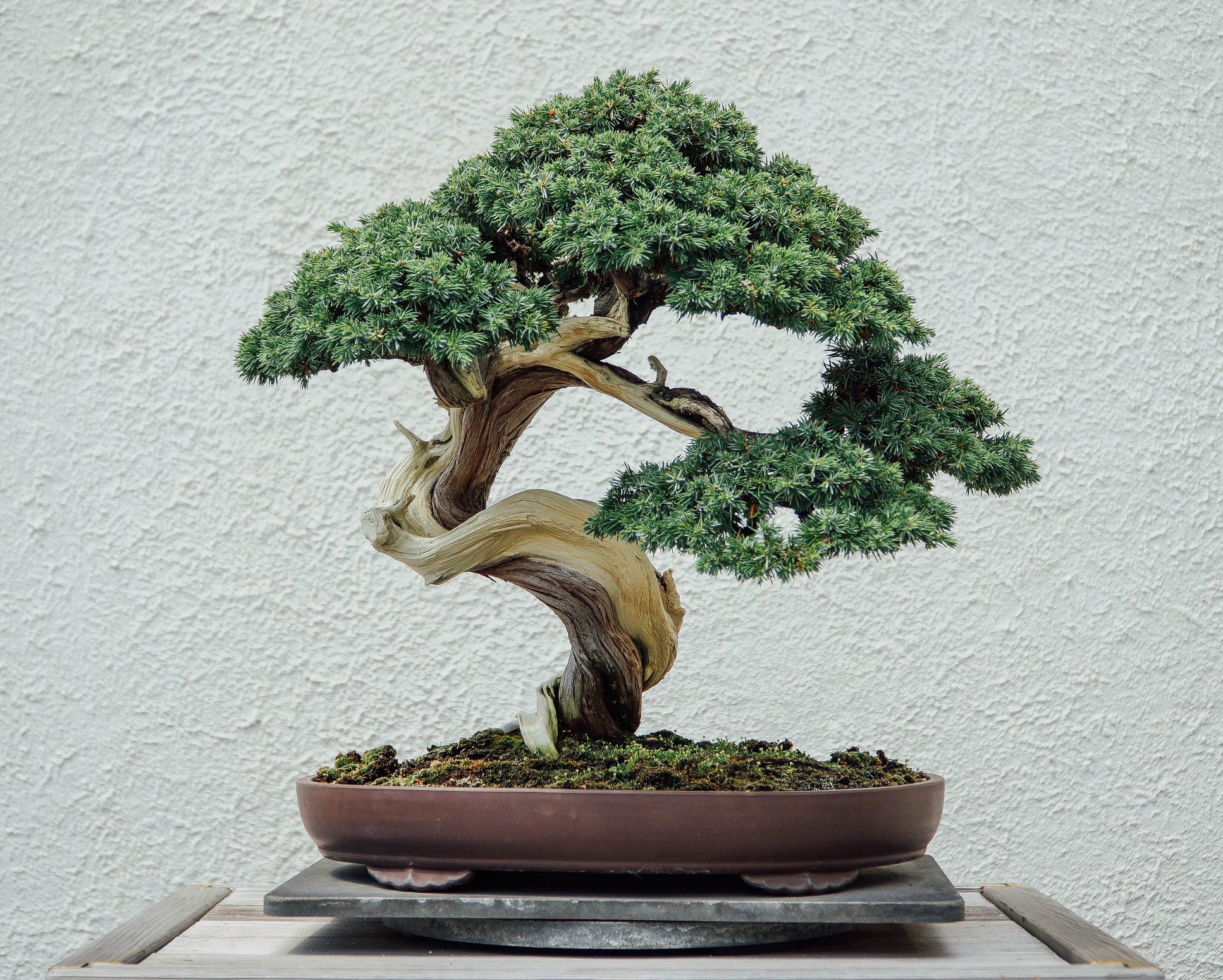 Detail Macam Macam Bonsai Nomer 41