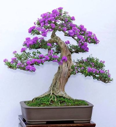 Detail Macam Macam Bonsai Nomer 42