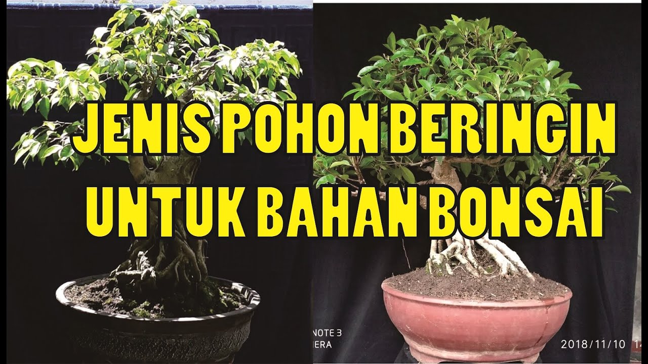 Detail Macam Macam Bonsai Nomer 49