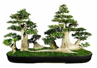 Detail Macam Macam Bonsai Serut Nomer 17