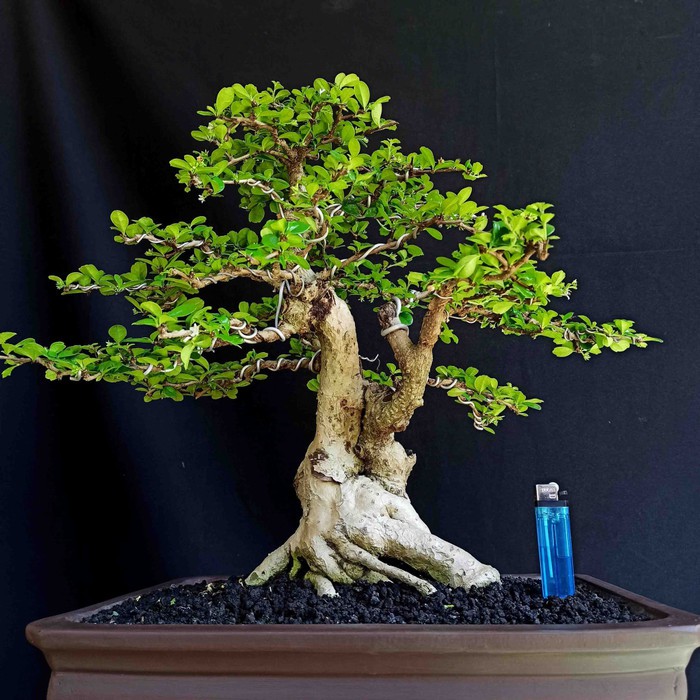 Detail Macam Macam Bonsai Serut Nomer 18