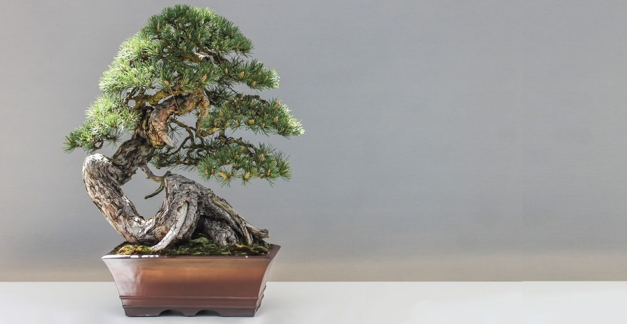 Detail Macam Macam Bonsai Serut Nomer 23