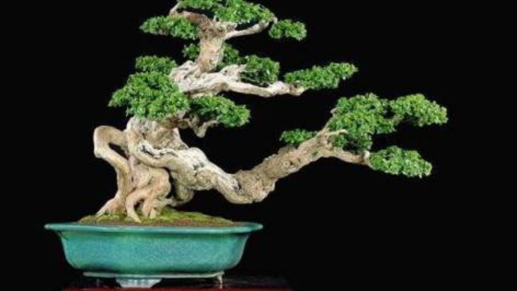 Detail Macam Macam Bonsai Serut Nomer 29