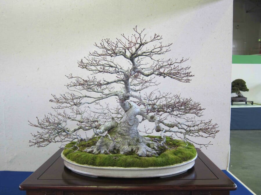 Detail Macam Macam Bonsai Serut Nomer 33