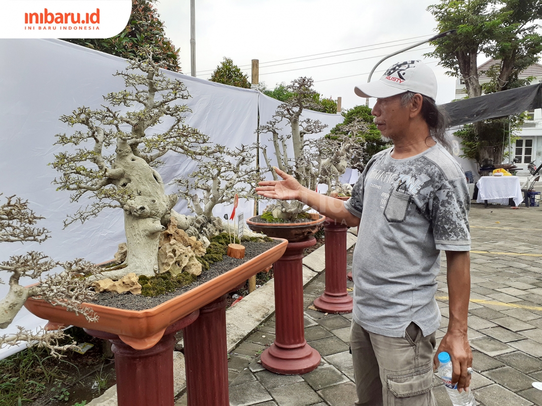 Detail Macam Macam Bonsai Serut Nomer 34