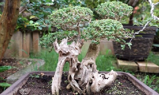 Detail Macam Macam Bonsai Serut Nomer 38