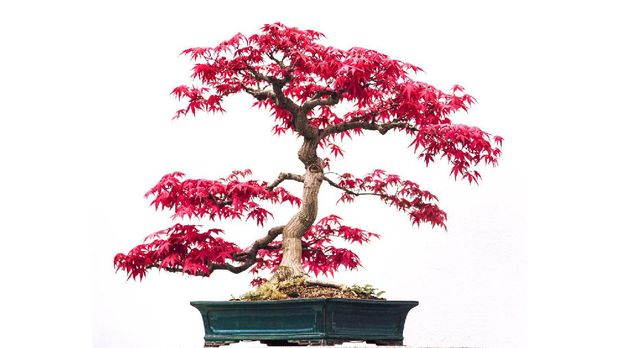 Detail Macam Macam Bonsai Serut Nomer 39